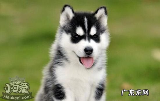 哈士奇什么颜色最贵 哈士奇的颜色有几种