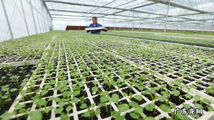 露天香菜的种植时间以及种植方法全在这里 露台怎么种植香菜