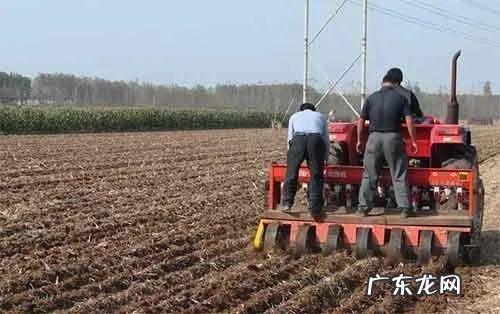 多肉界的“李逵李鬼” 白心莲怎么种植