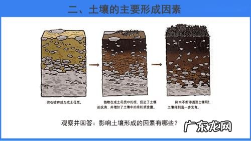 多肉界的“李逵李鬼” 白心莲怎么种植
