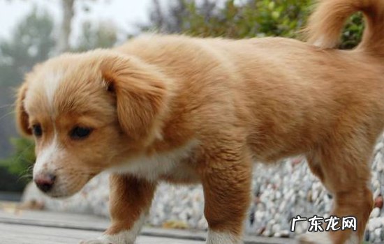 流浪狗第一天就认主 流浪狗认主表现