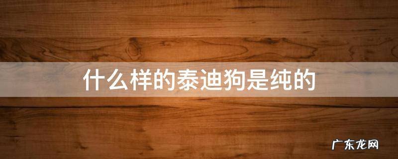 什么样的泰迪狗是纯的