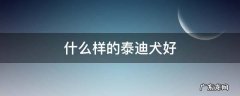 什么样的泰迪犬好