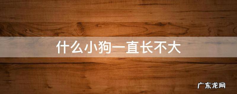 什么小狗一直长不大