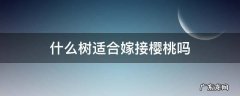 什么树适合嫁接樱桃吗