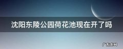 沈阳东陵公园荷花池现在开了吗