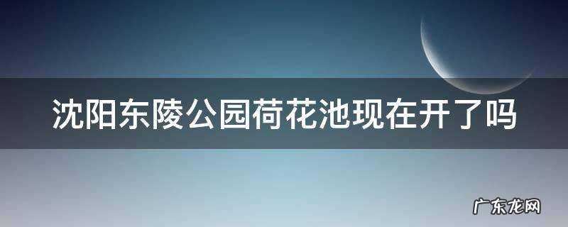 沈阳东陵公园荷花池现在开了吗