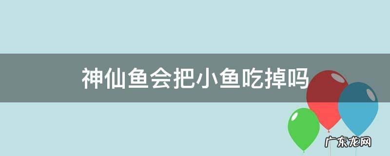 神仙鱼会把小鱼吃掉吗
