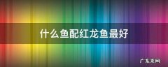 什么鱼配红龙鱼最好