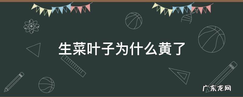 生菜叶子为什么黄了