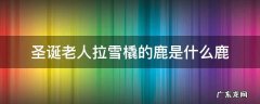 圣诞老人拉雪橇的鹿是什么鹿