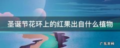 圣诞节花环上的红果出自什么植物