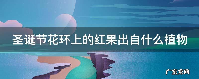 圣诞节花环上的红果出自什么植物