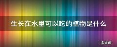 生长在水里可以吃的植物是什么