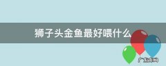 狮子头金鱼最好喂什么