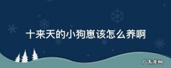 十来天的小狗崽该怎么养啊