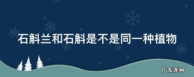 石斛兰和石斛是不是同一种植物