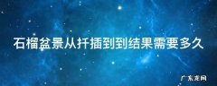 石榴盆景从扦插到到结果需要多久