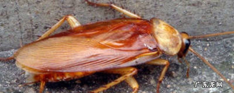 如何彻底杀死蟑螂