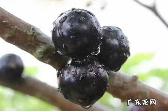 蓝莓12mm和14mm是什么意思 蓝莓12mm和14mm相差多少
