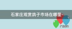 石家庄观赏鸽子市场在哪里