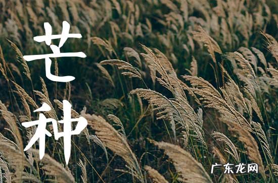 2023芒种是什么时候 2023年芒种是哪天