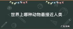 世界上哪种动物最接近人类
