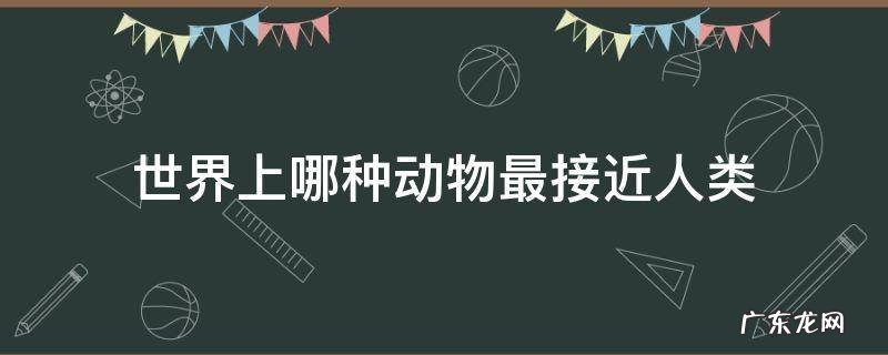 世界上哪种动物最接近人类