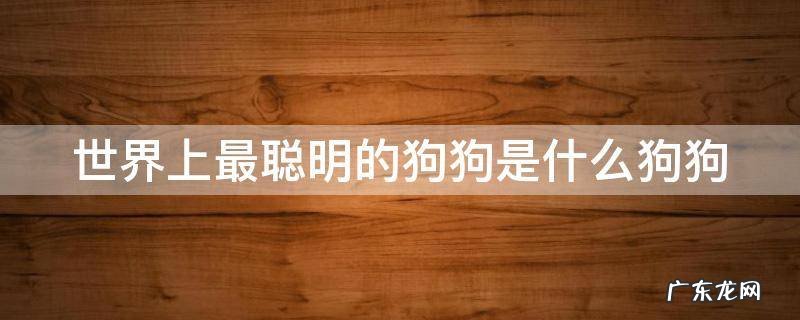世界上最聪明的狗狗是什么狗狗