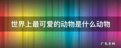 世界上最可爱的动物是什么动物