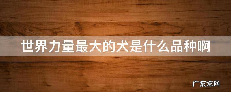 世界力量最大的犬是什么品种啊