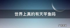 世界上真的有天竿鱼吗