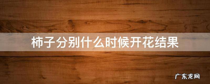 柿子分别什么时候开花结果