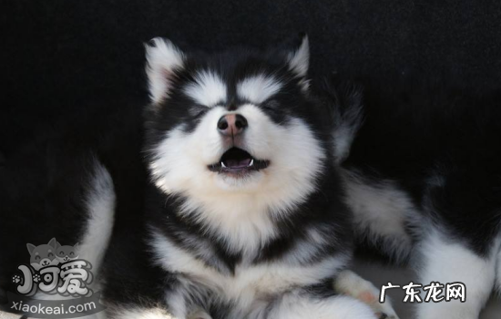 世界上最小的犬是什么犬 世界上最“危险”的犬种