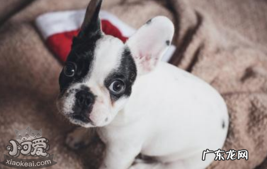 世界上最小的犬是什么犬 世界上最“危险”的犬种