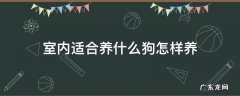 室内适合养什么狗怎样养