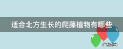 适合北方生长的爬藤植物有哪些