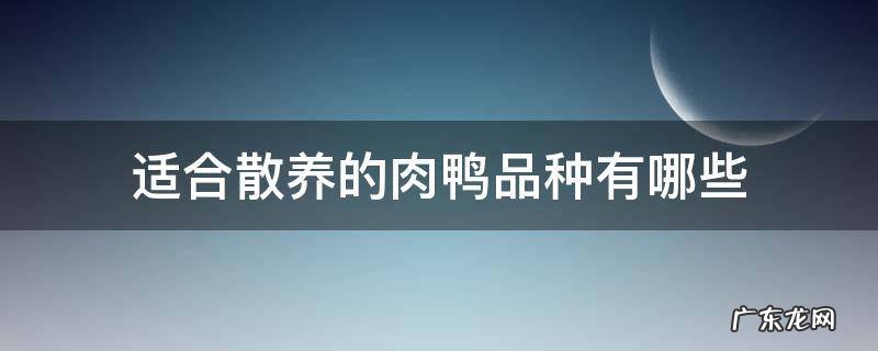 适合散养的肉鸭品种有哪些
