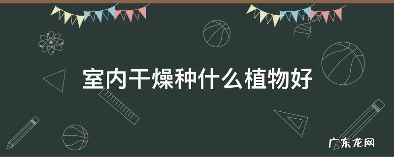 室内干燥种什么植物好