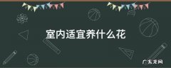 室内适宜养什么花