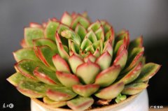 花盆放哪里风水好