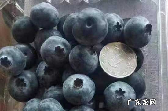 蓝莓买回家不放冰箱怎样保存 蓝莓不放冰箱能放几天