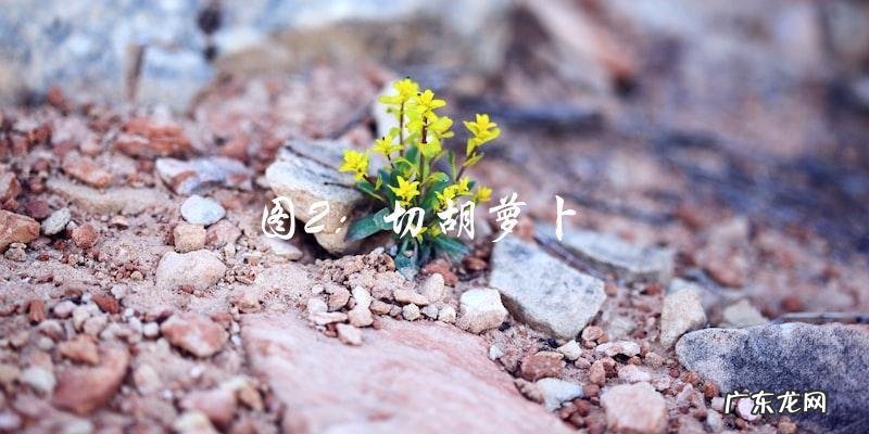 炒糯米饭图片大全,让你一次看个够!