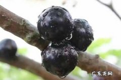 蓝莓冰箱里放了一个星期还能吃吗 蓝莓一天吃多少合适