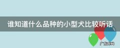 谁知道什么品种的小型犬比较听话
