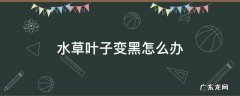 水草叶子变黑怎么办