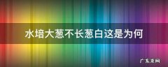 水培大葱不长葱白这是为何