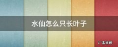 水仙怎么只长叶子