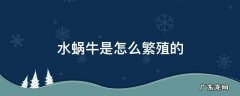 水蜗牛是怎么繁殖的