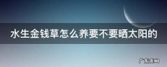 水生金钱草怎么养要不要晒太阳的